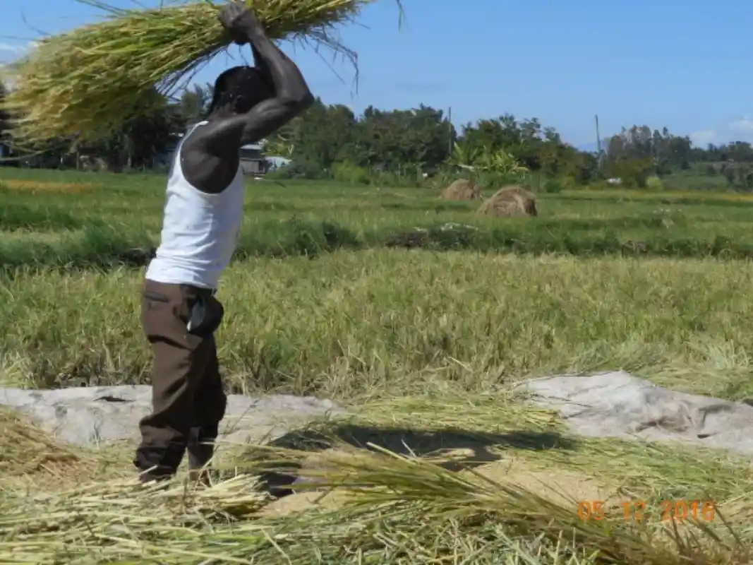 Mwea farmers urge the government to stop rice importation until it buys over 400,000 tonnes of local stock.